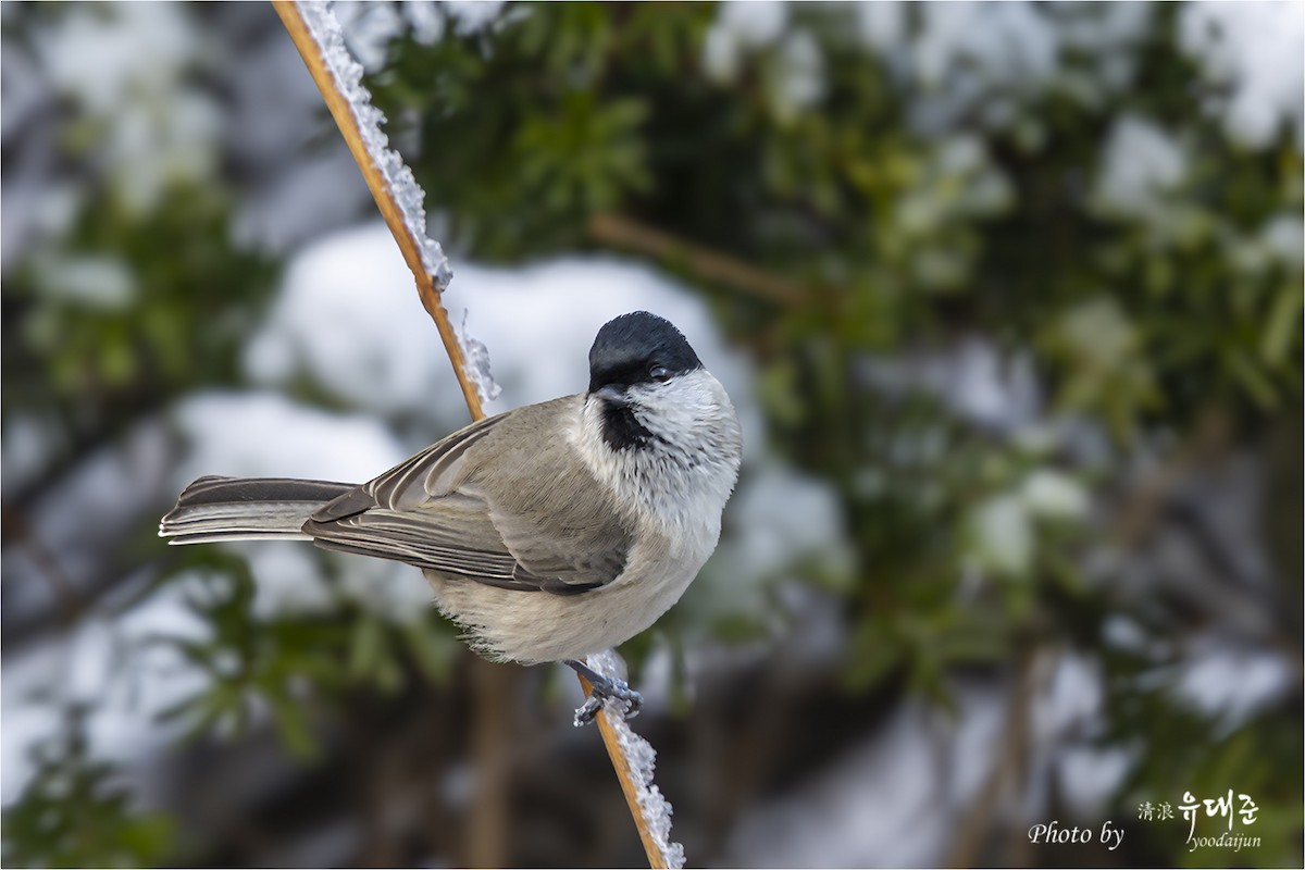 Mésange nonnette - ML646940993