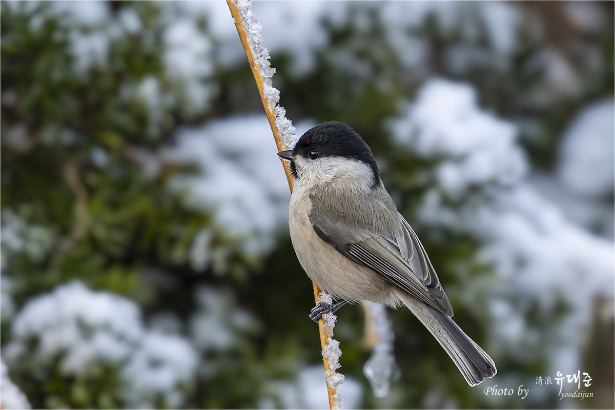 Mésange nonnette - ML646940994