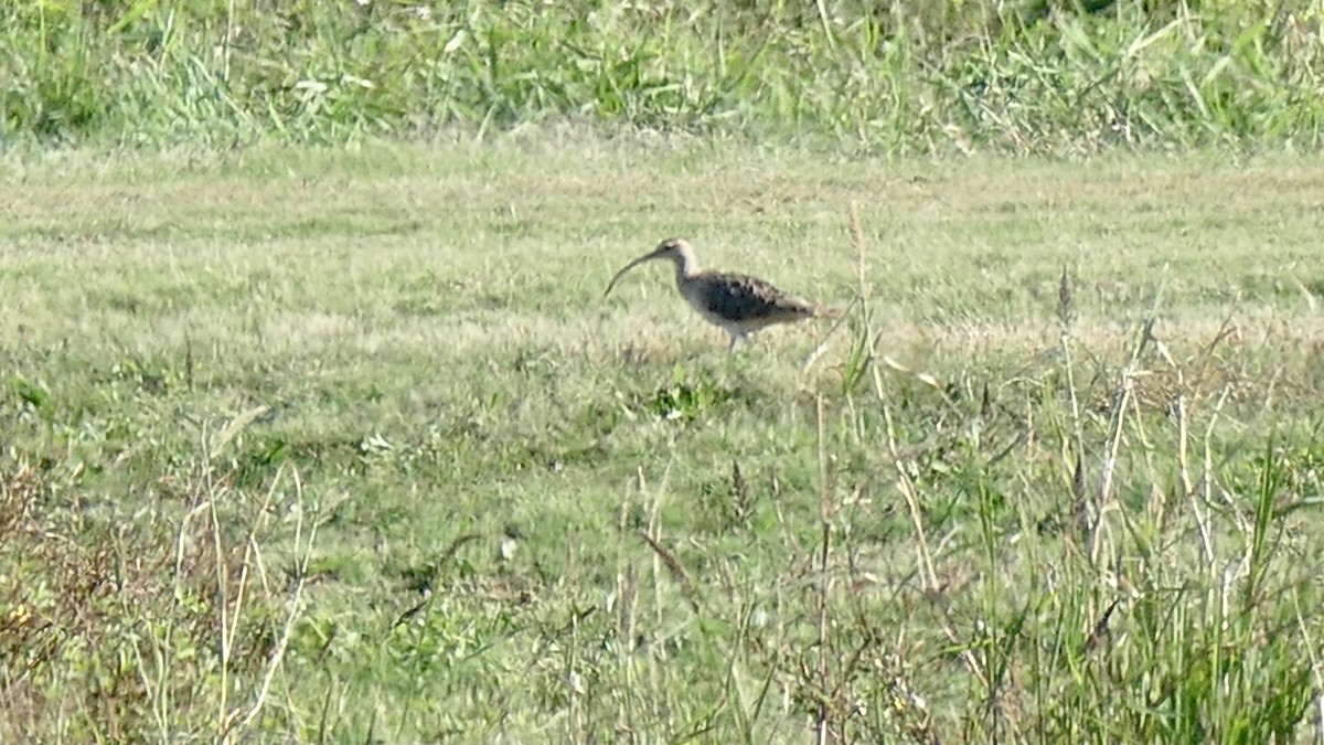 Bristle-thighed Curlew - ML646940995