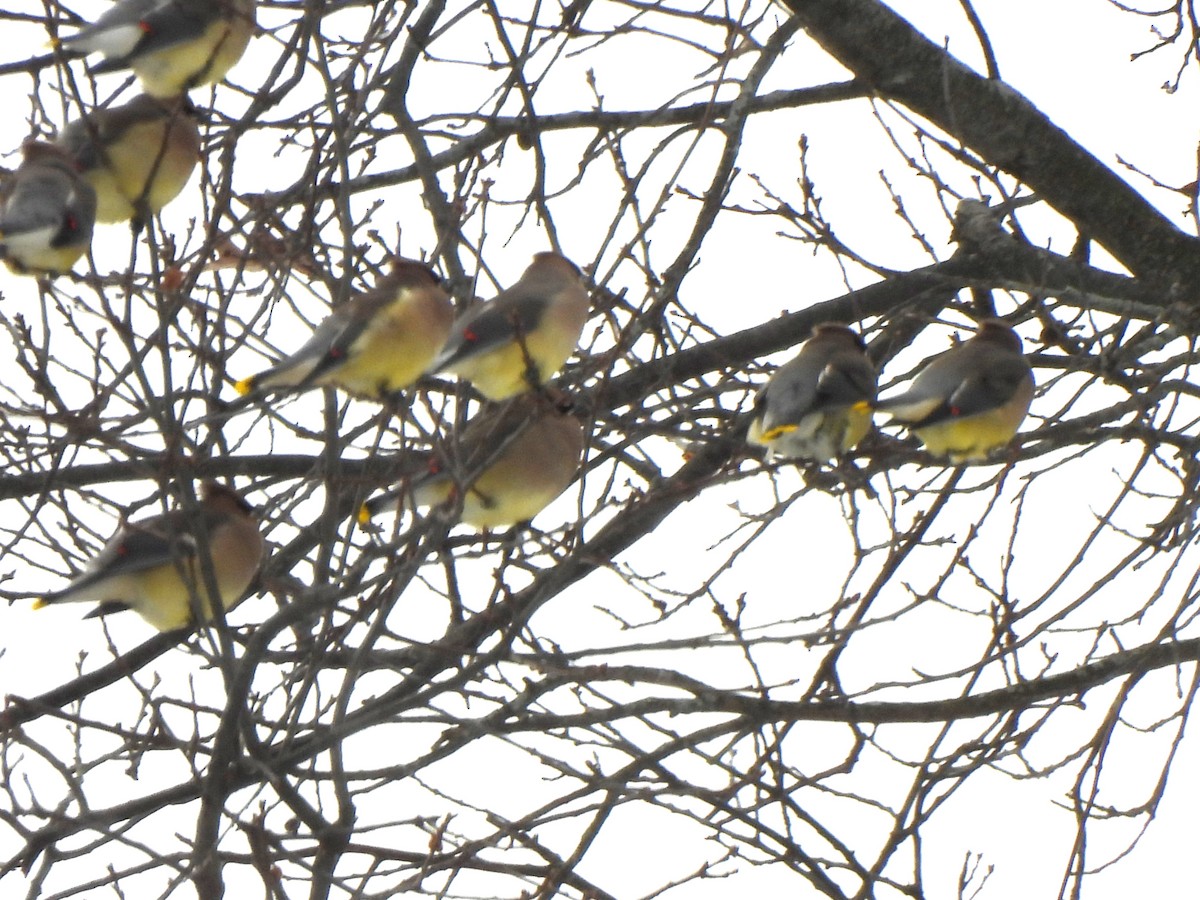 Cedar Waxwing - ML646940996