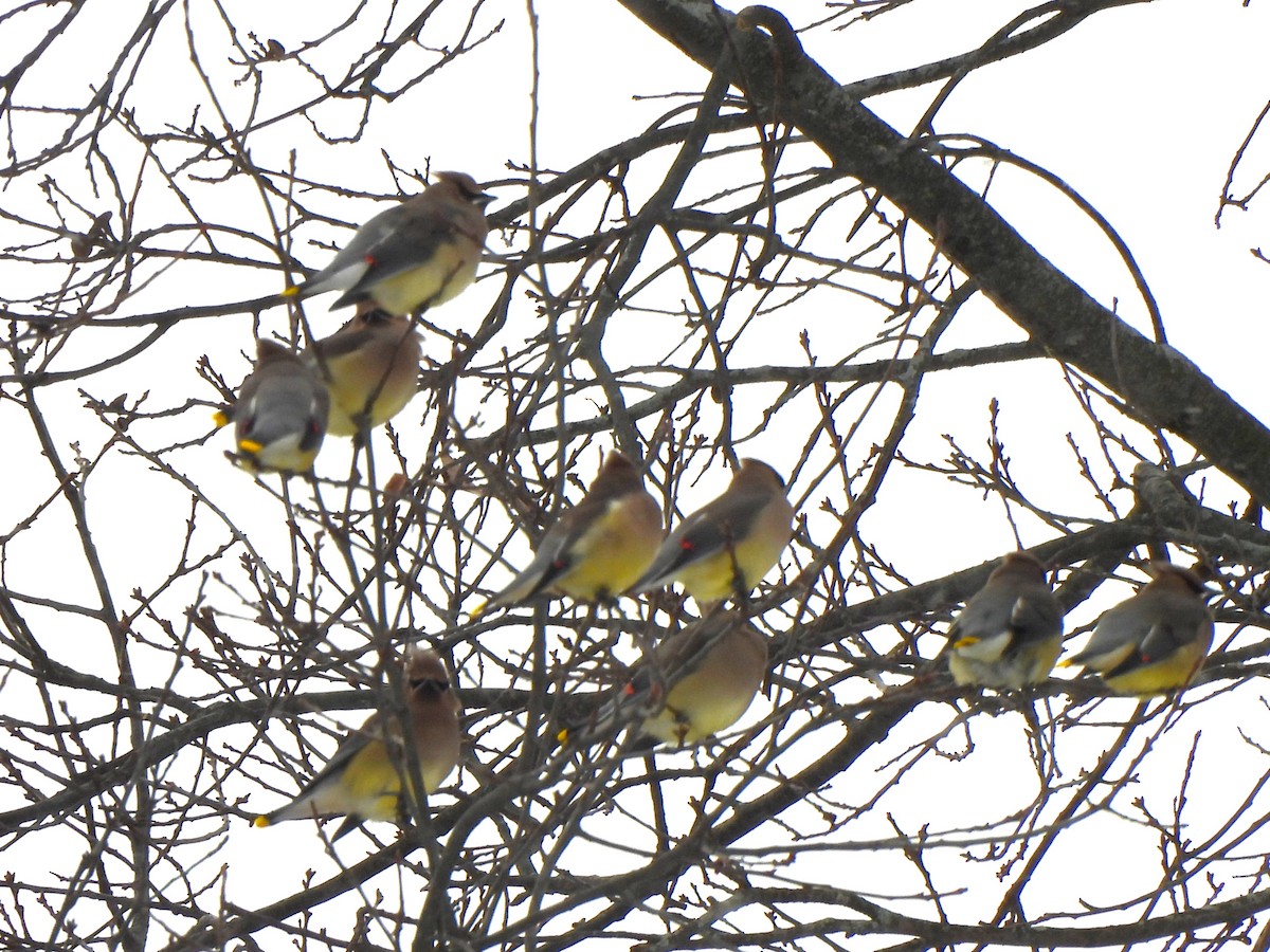 Cedar Waxwing - ML646940998