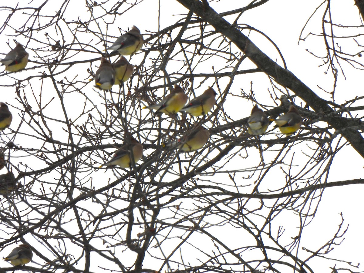 Cedar Waxwing - ML646940999