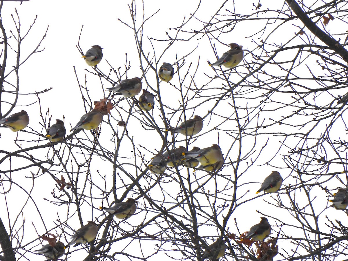 Cedar Waxwing - ML646941000