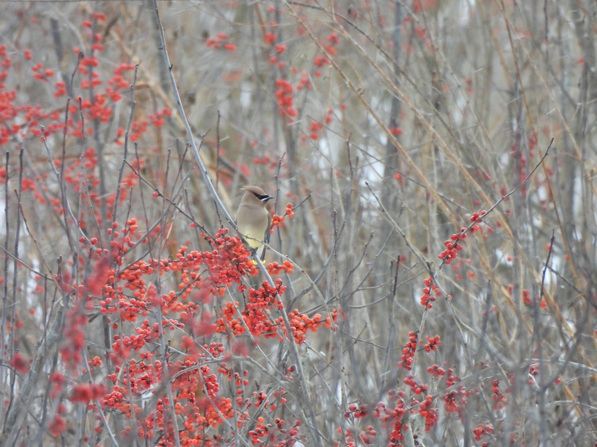 Cedar Waxwing - ML646941001