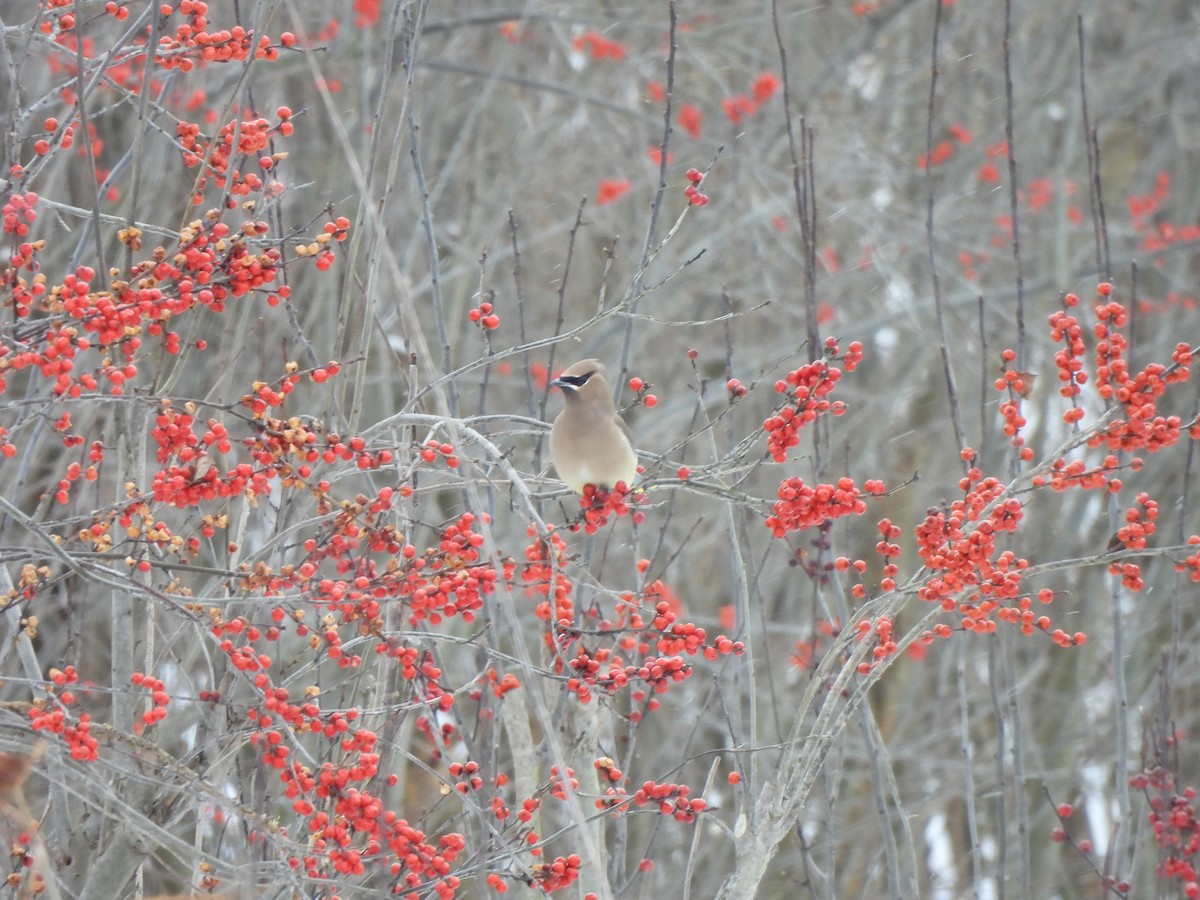 Cedar Waxwing - ML646941002