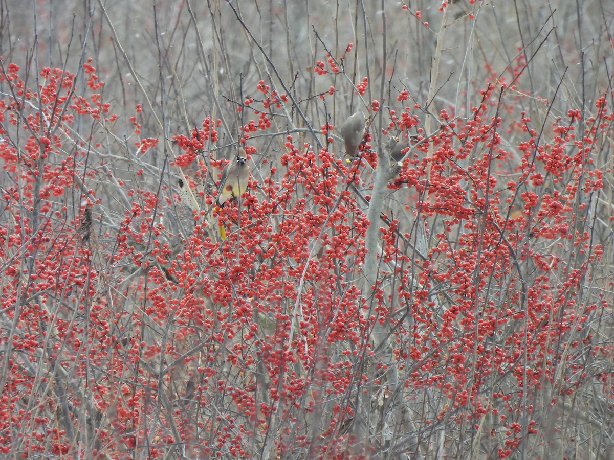 Cedar Waxwing - ML646941003