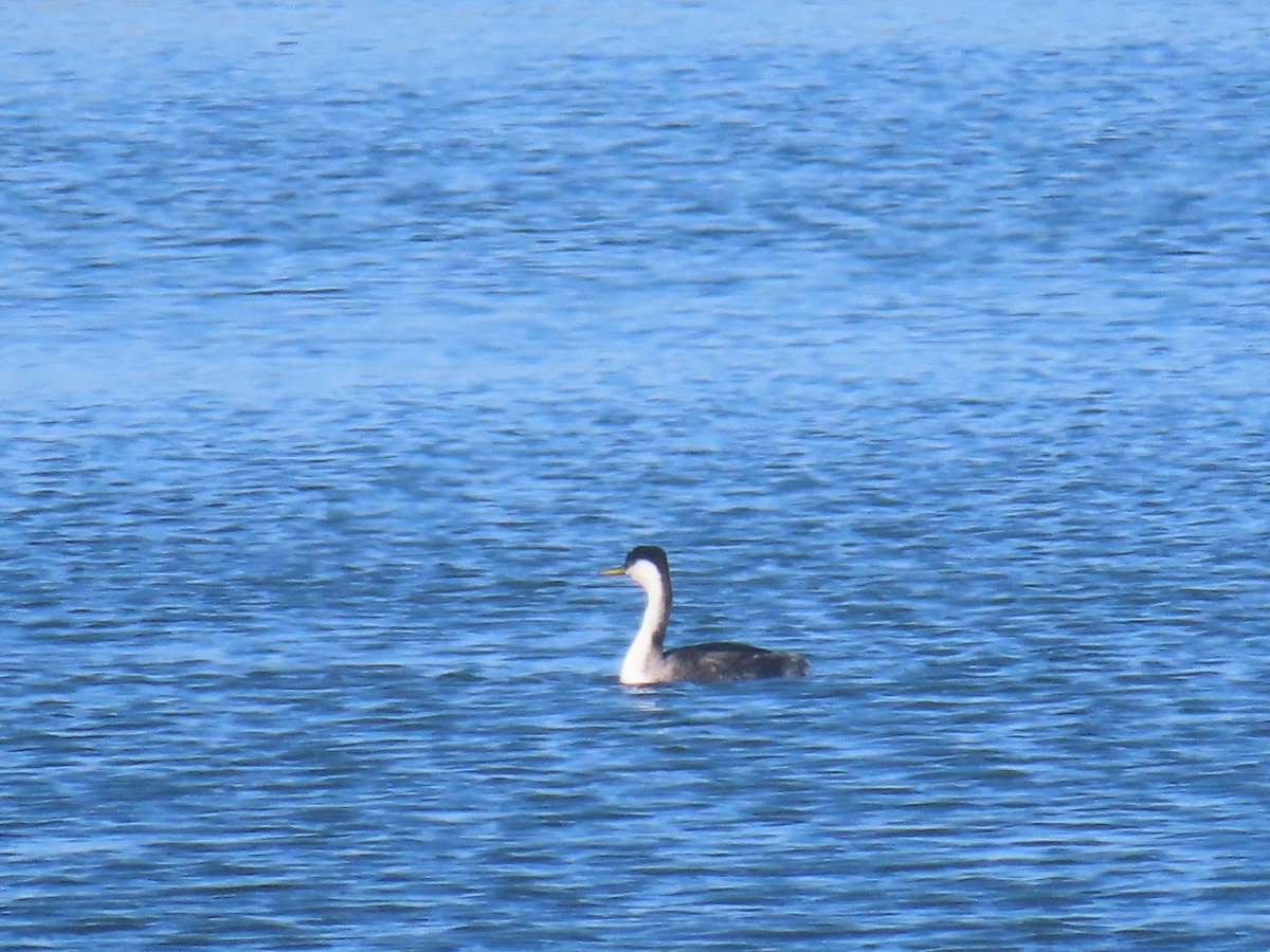 Western Grebe - ML646941004