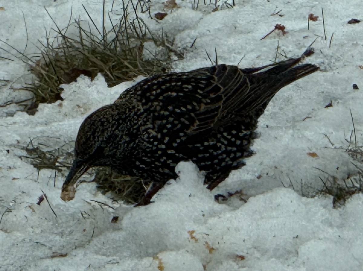 European Starling - ML646941005