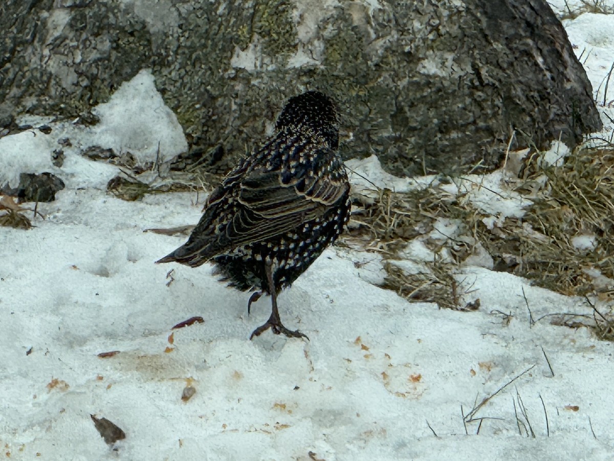 European Starling - ML646941006