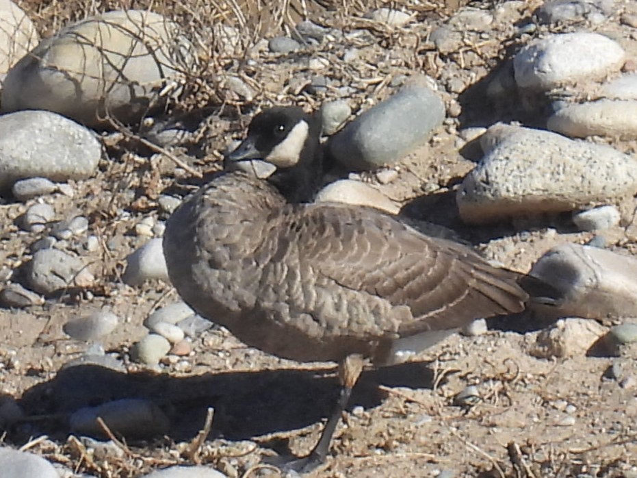 Cackling Goose (Richardson's) - ML646941007