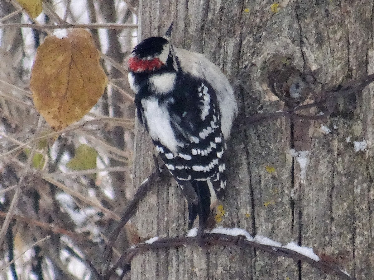 Yumuşak Tüylü Ağaçkakan (pubescens/medianus) - ML646941010