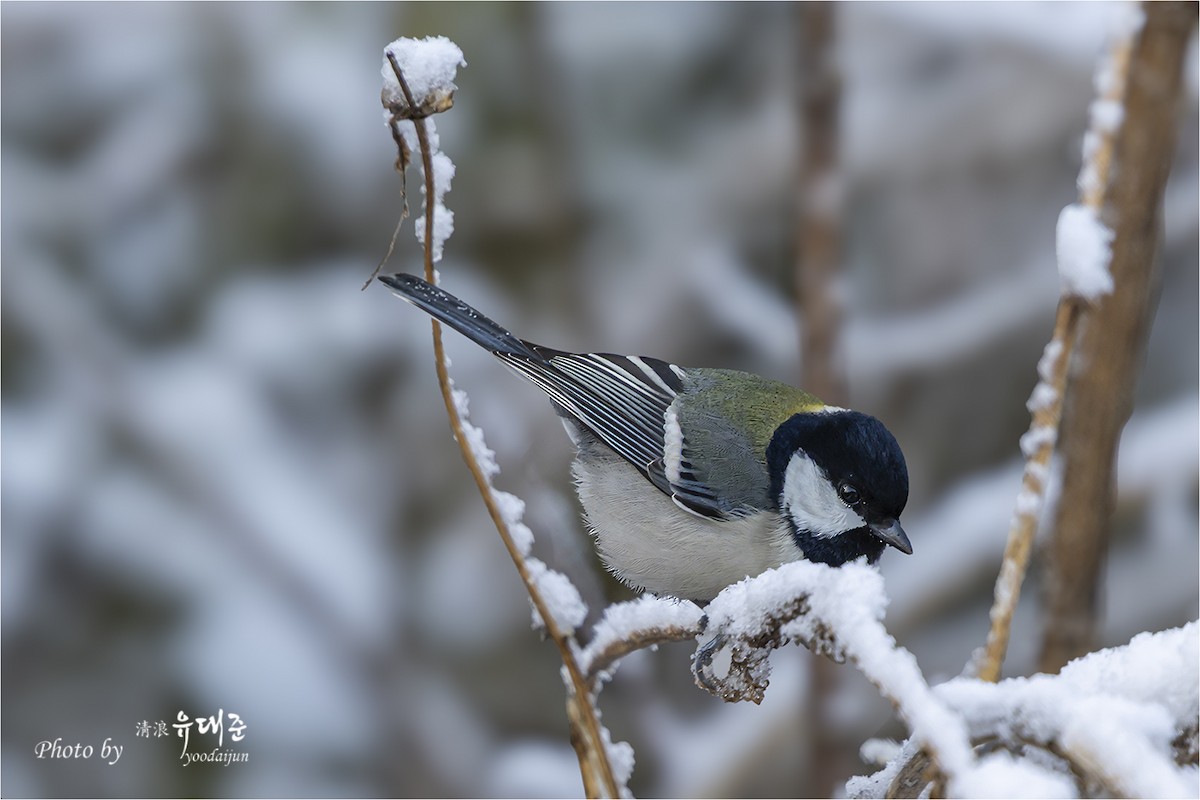 Asian Tit - ML646941011