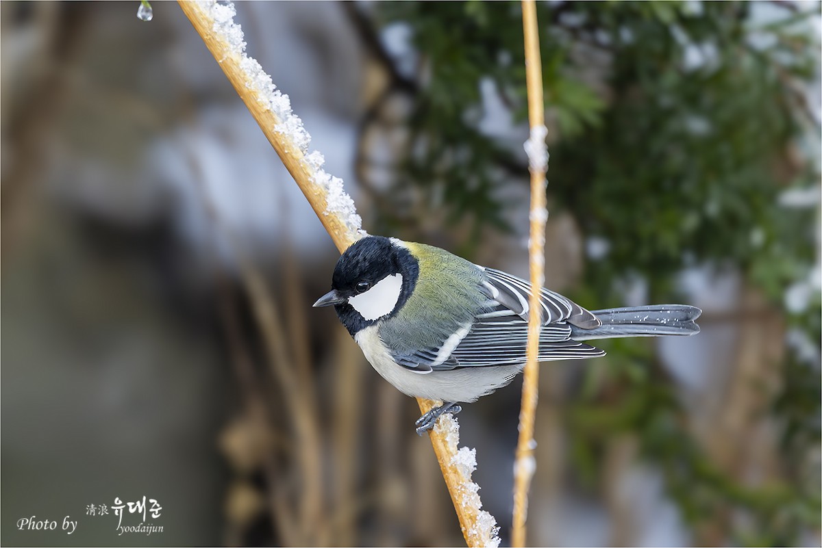 Asian Tit - ML646941012