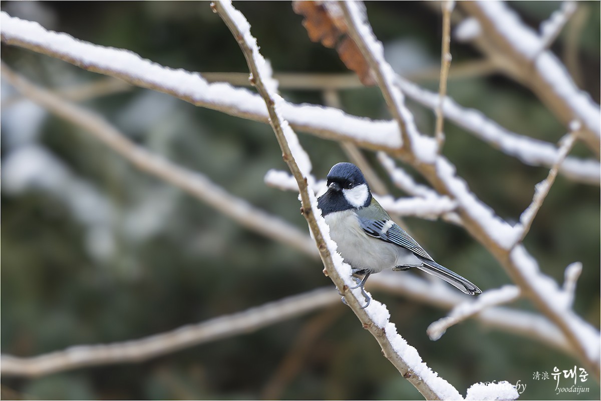 Asian Tit - ML646941013