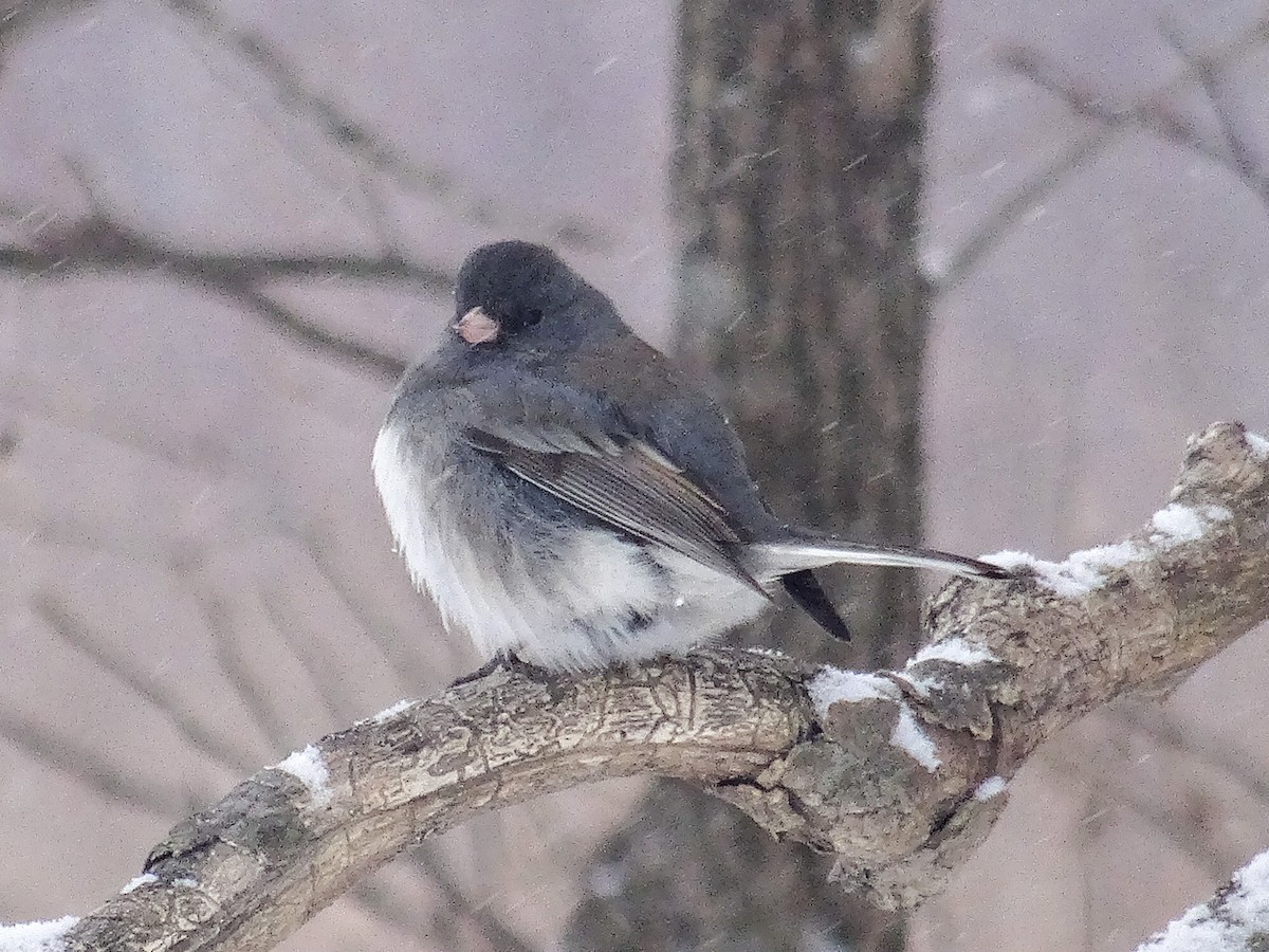 Kara Gözlü Junko (hyemalis/carolinensis) - ML646941014