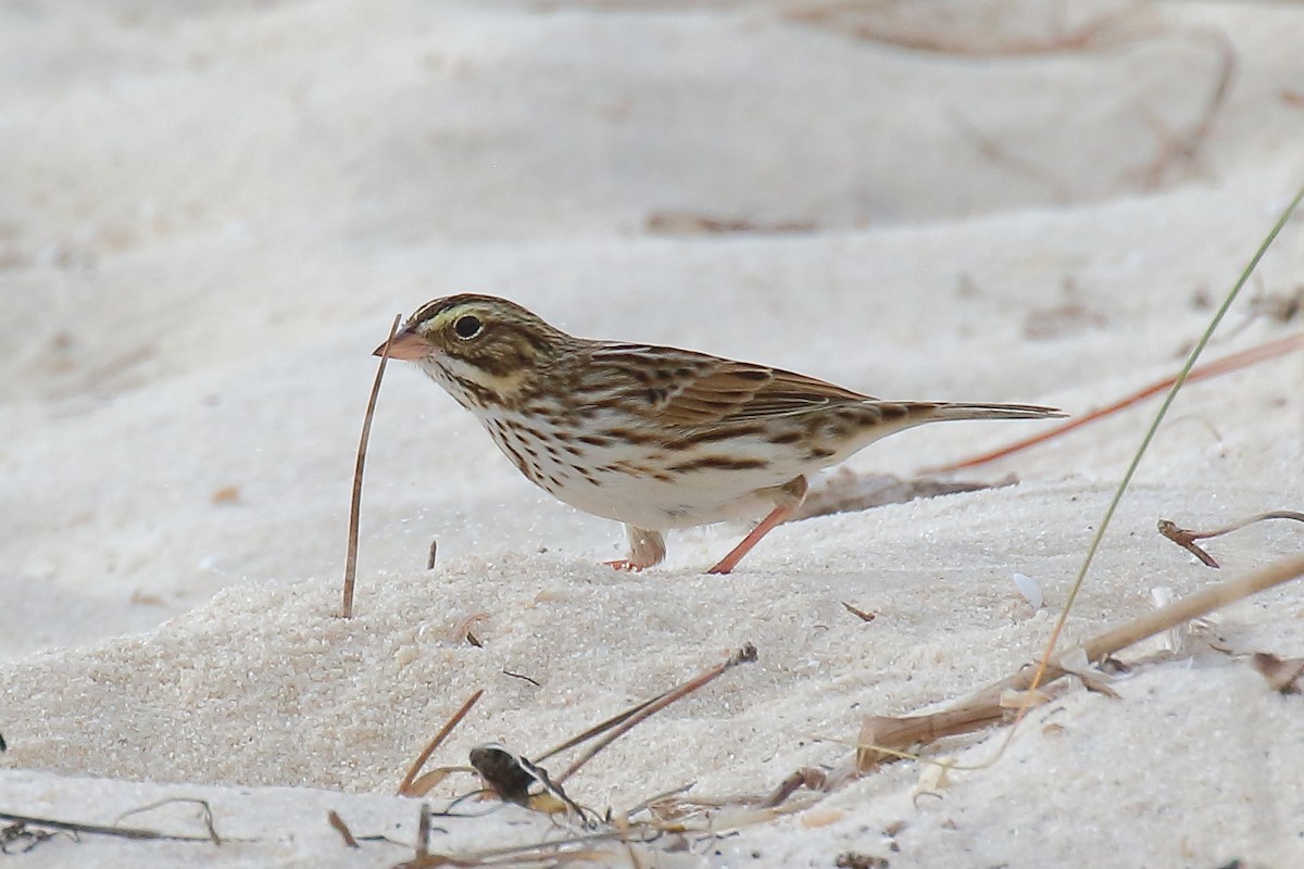 サバンナシトド - ML646941017