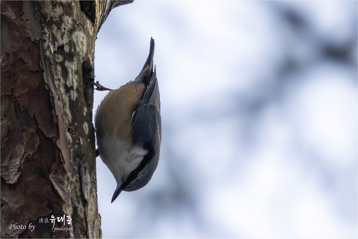 Garrapo eurasiarra - ML646941018