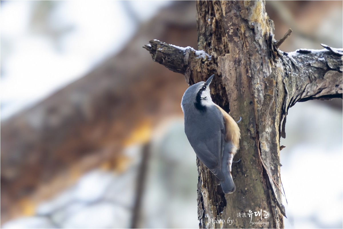 Garrapo eurasiarra - ML646941019