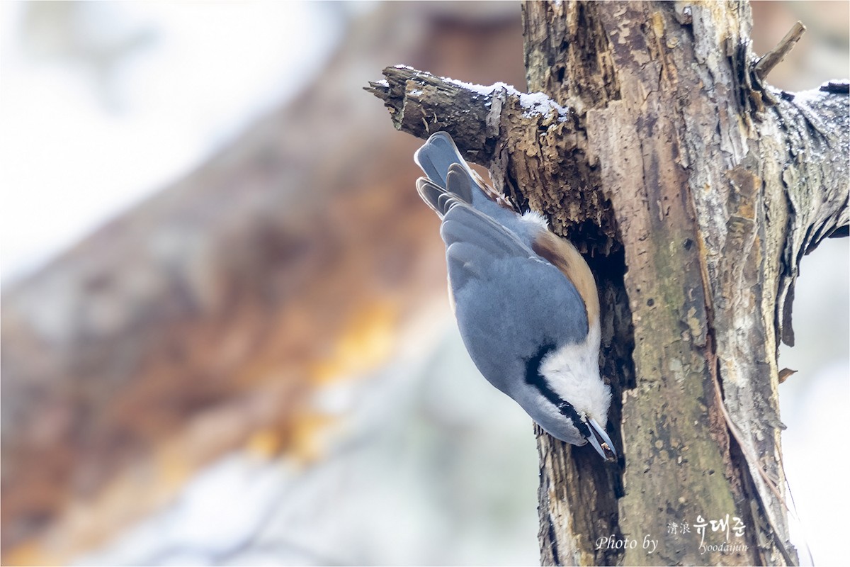 Garrapo eurasiarra - ML646941020