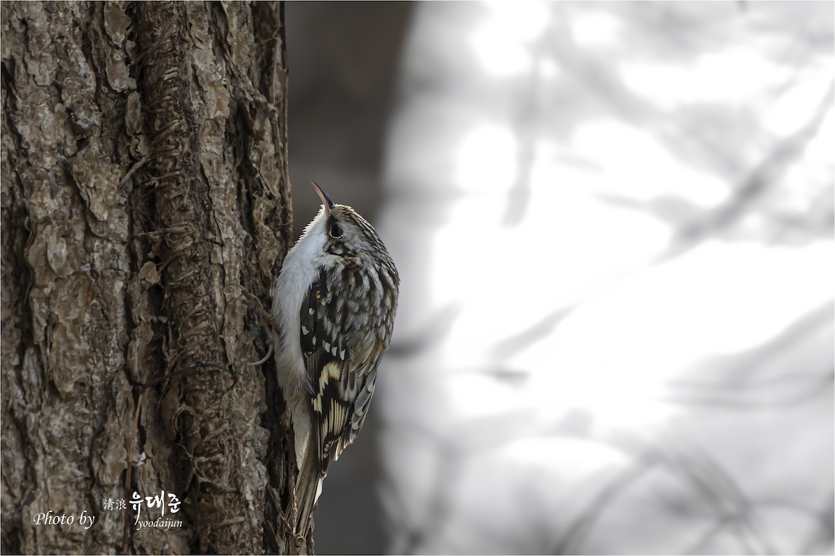 Eurasian Treecreeper - ML646941023