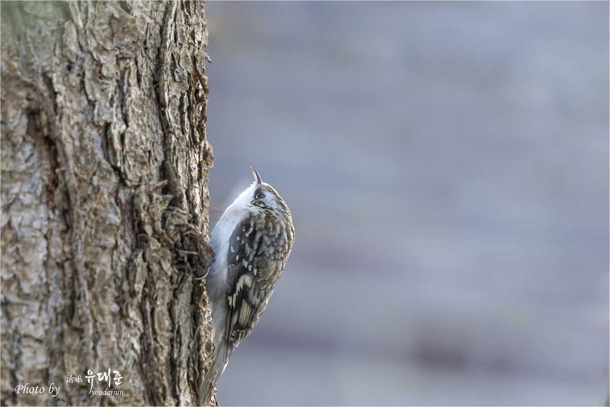 Eurasian Treecreeper - ML646941024