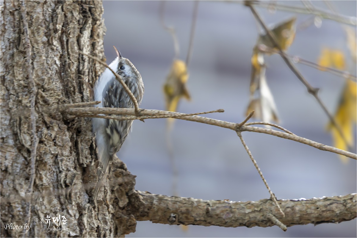 Eurasian Treecreeper - ML646941025