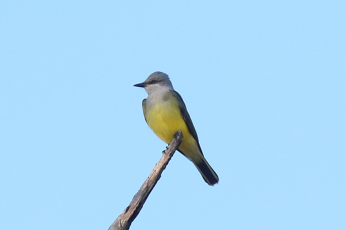 ニシタイランチョウ - ML646941028