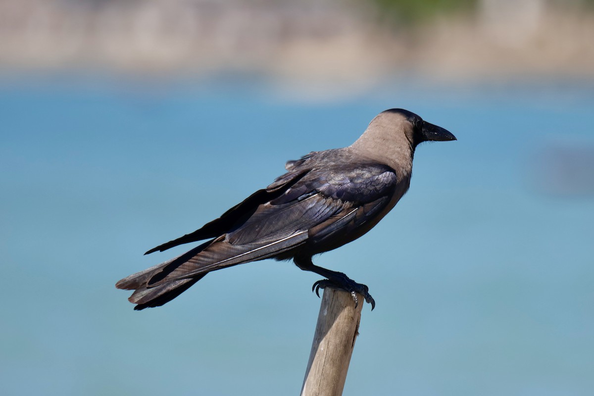 House Crow - ML646941030