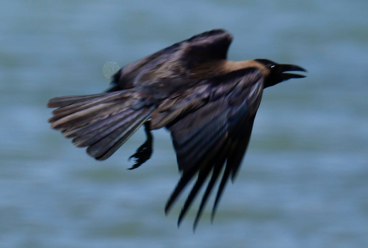 House Crow - ML646941031