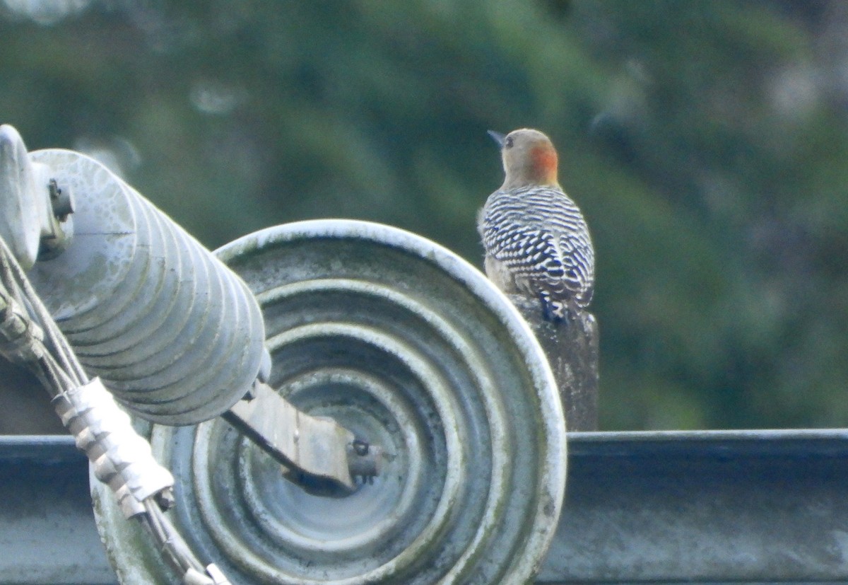 rødkronespett - ML646941033