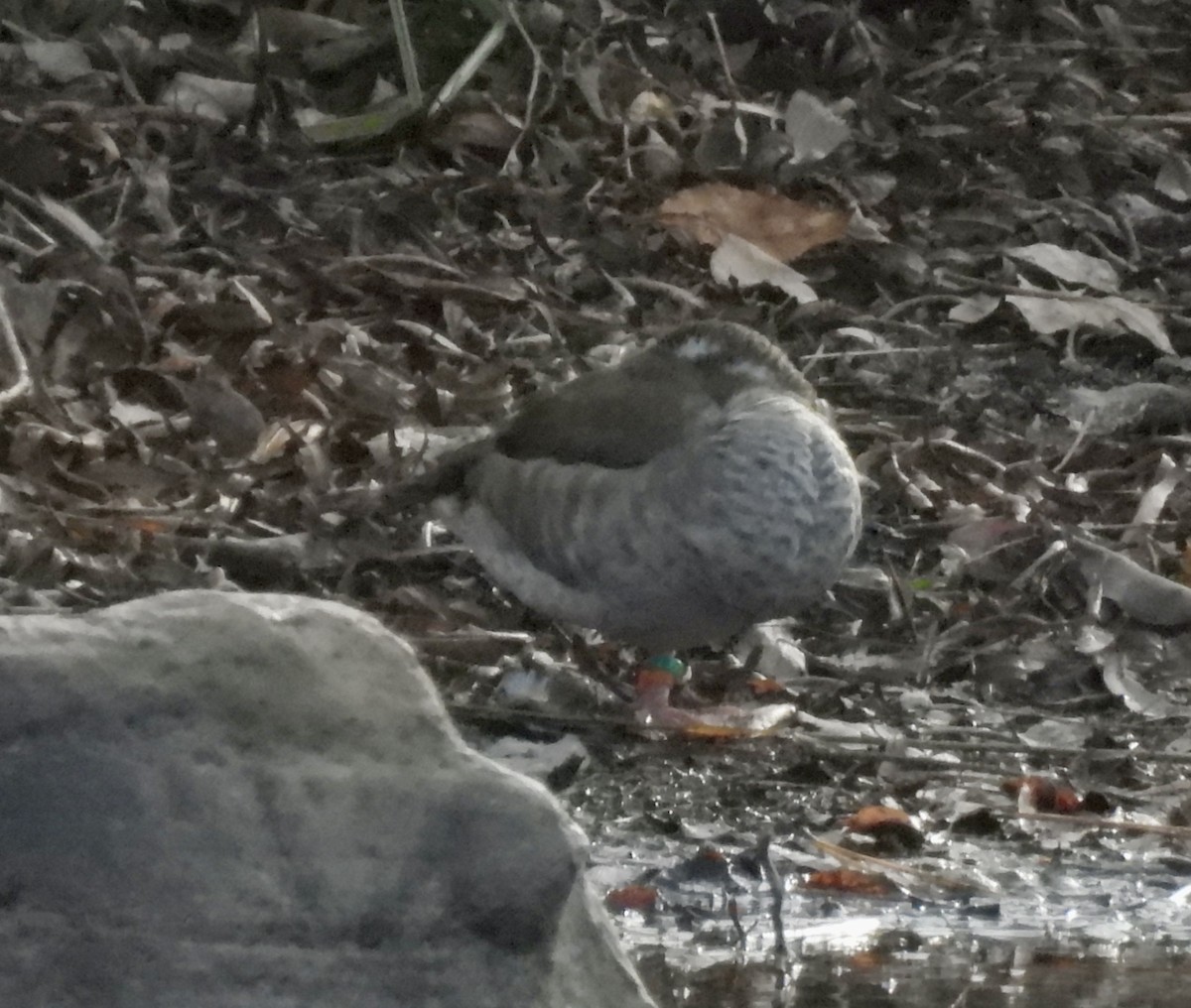 Ringed Teal - ML646941034