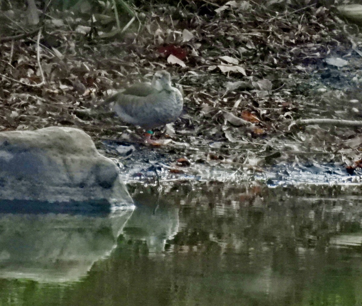 Ringed Teal - ML646941035