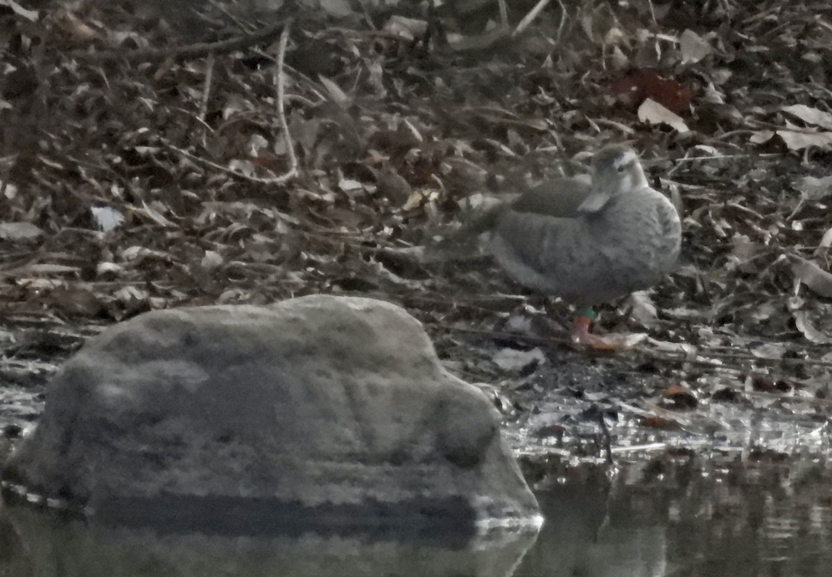 Ringed Teal - ML646941036