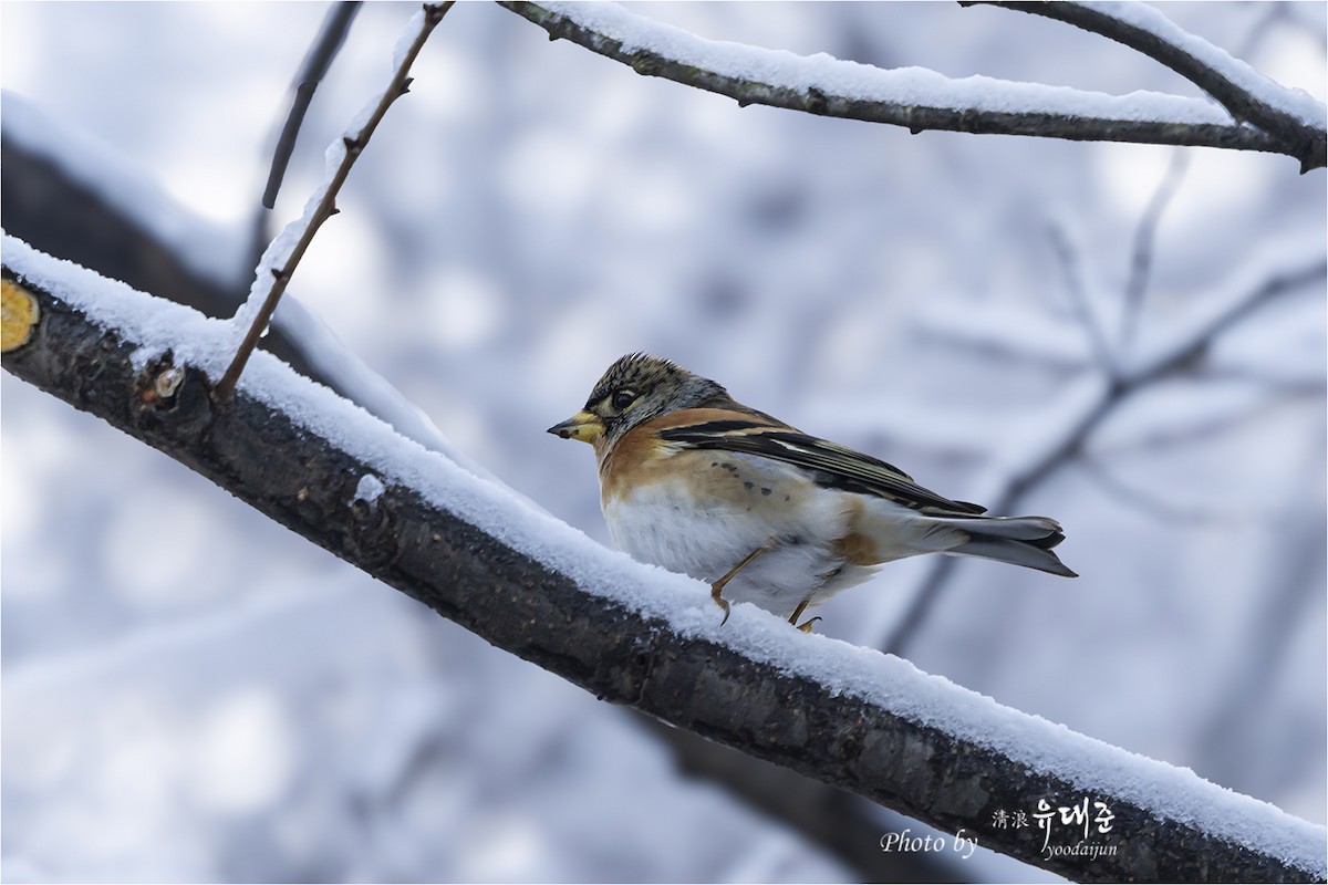 Brambling - ML646941037