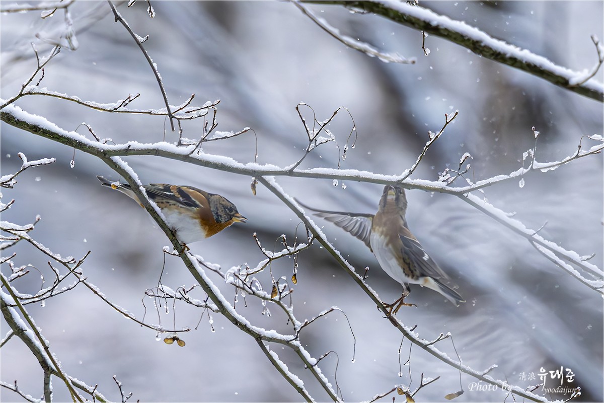 Brambling - ML646941038