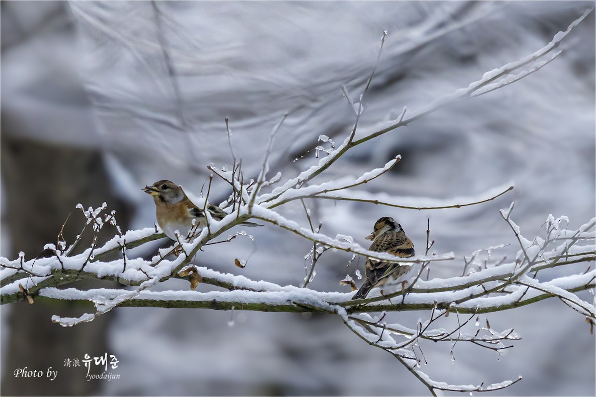 Brambling - ML646941039