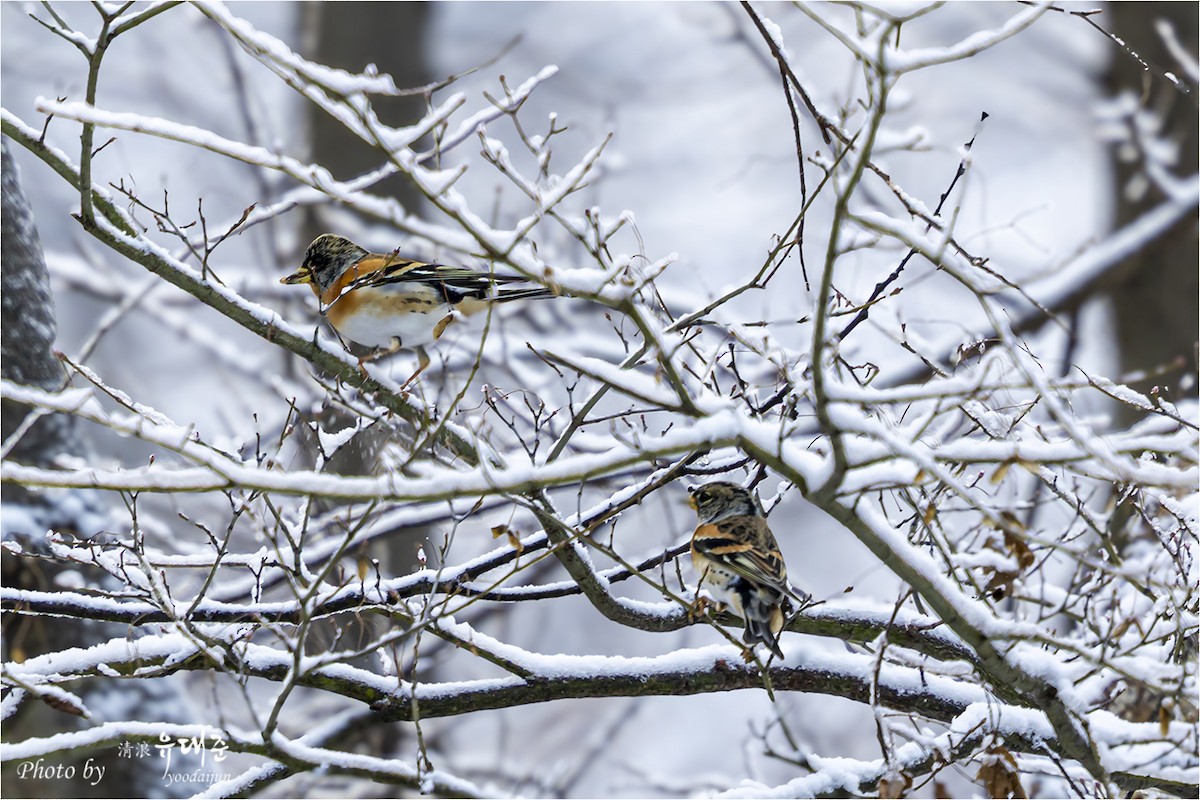Brambling - ML646941040