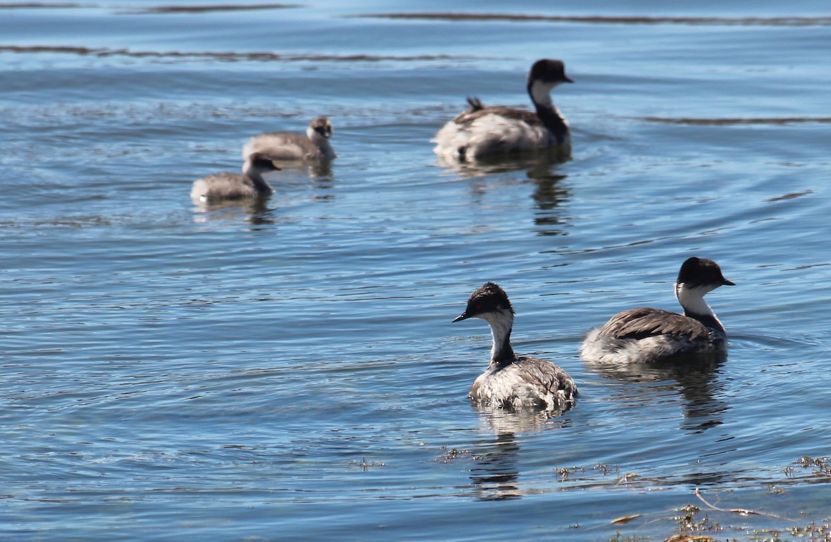 Silvery Grebe - ML646941042