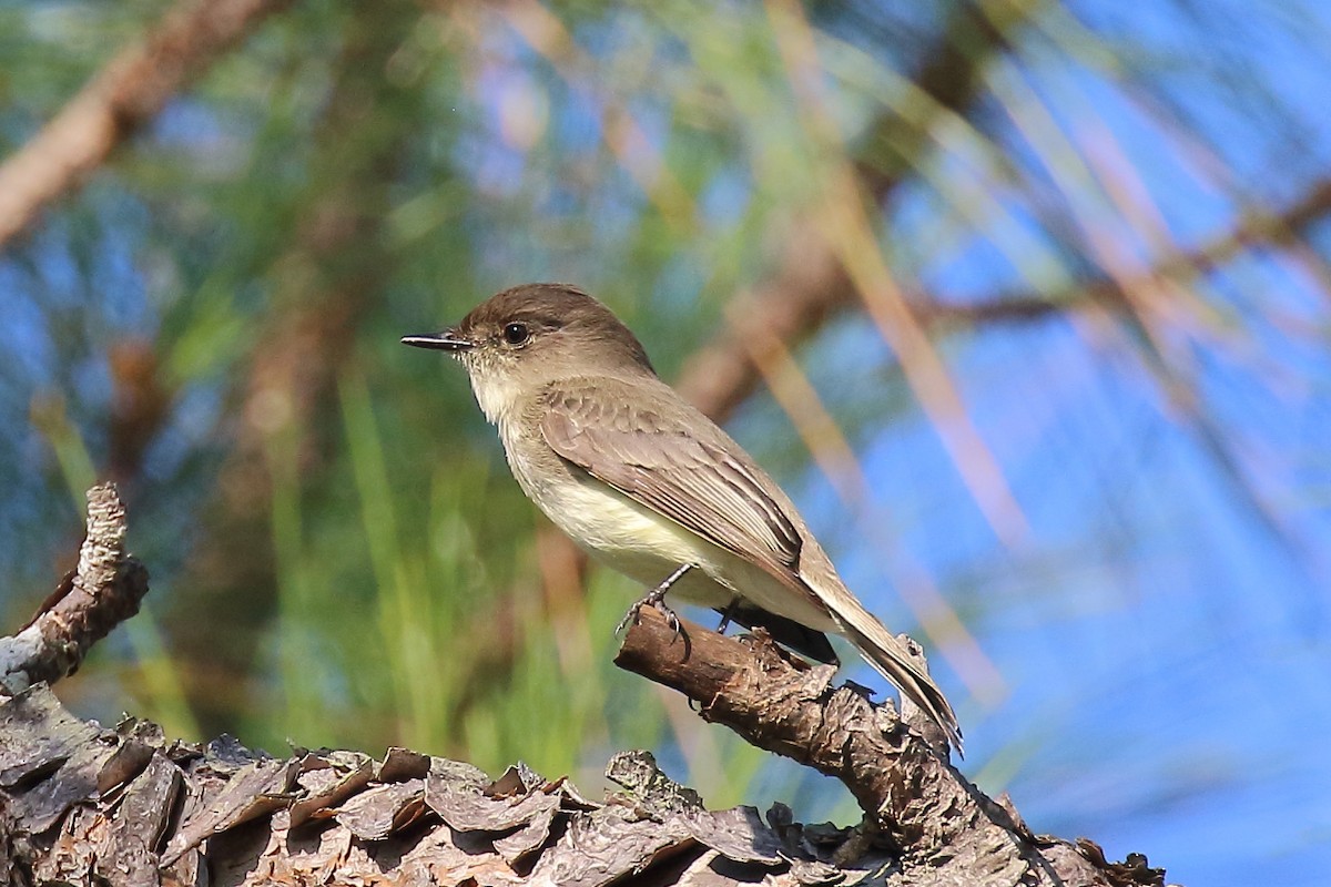 ツキヒメハエトリ - ML646941043