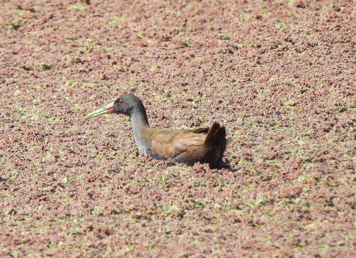 Plumbeous Rail - ML646941045