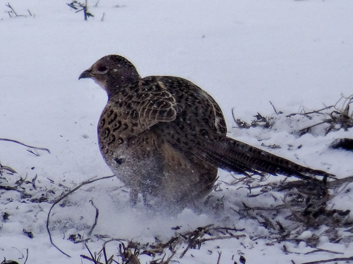 Sülün - ML646941046