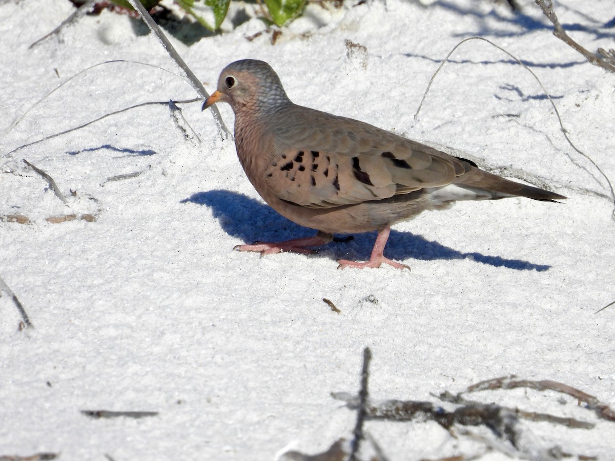 Serçe Kumrusu - ML646941047