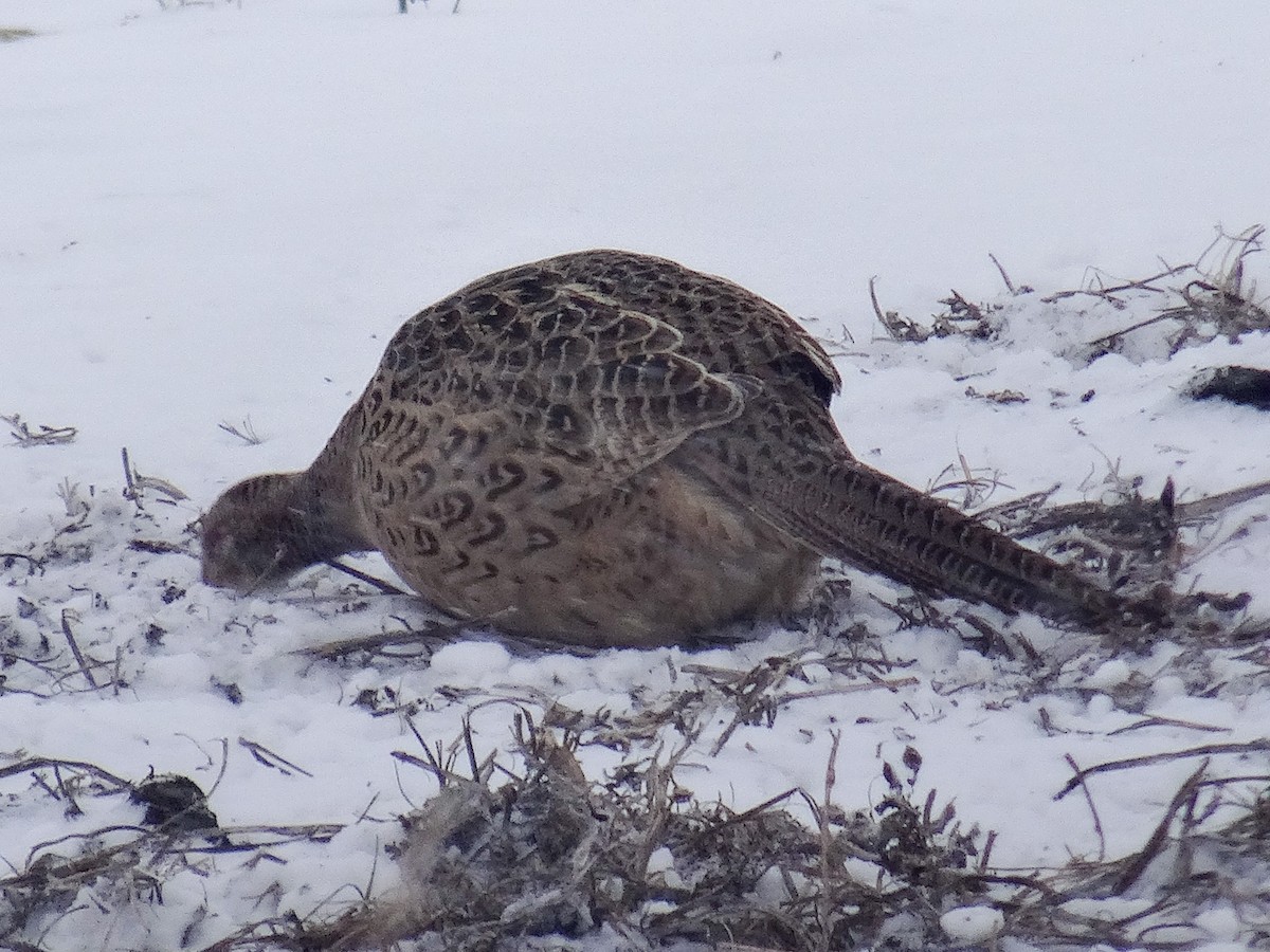 Sülün - ML646941048