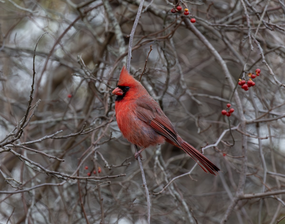 Northern Cardinal - ML646941049