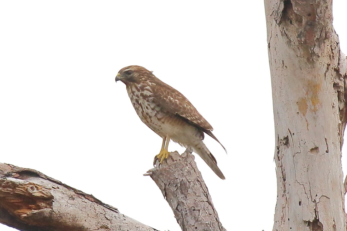 Red-shouldered Hawk - ML646941050