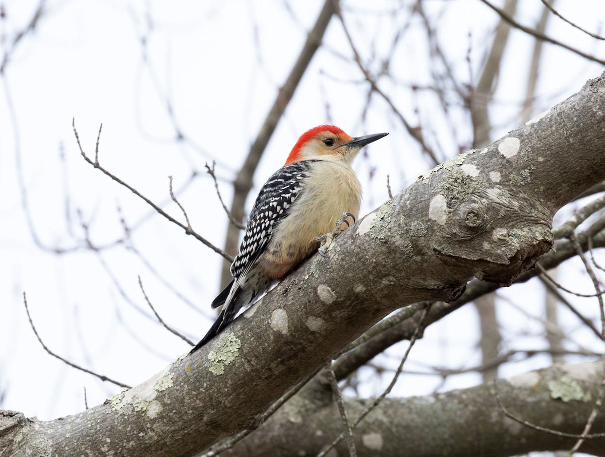 Red-bellied Woodpecker - ML646941051