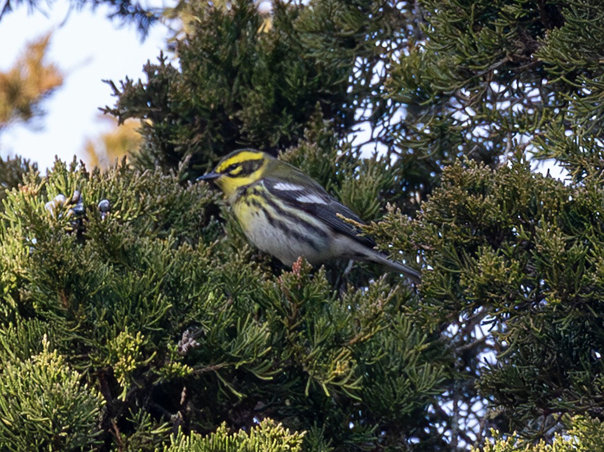 Townsend's Warbler - ML646941052