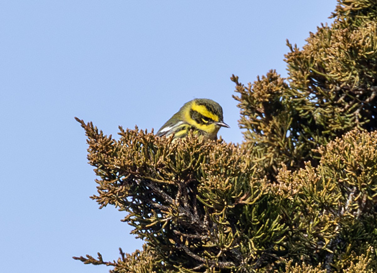 Townsend's Warbler - ML646941054