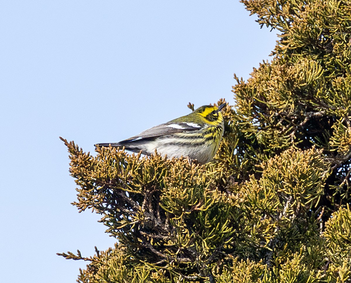 Townsend's Warbler - ML646941055