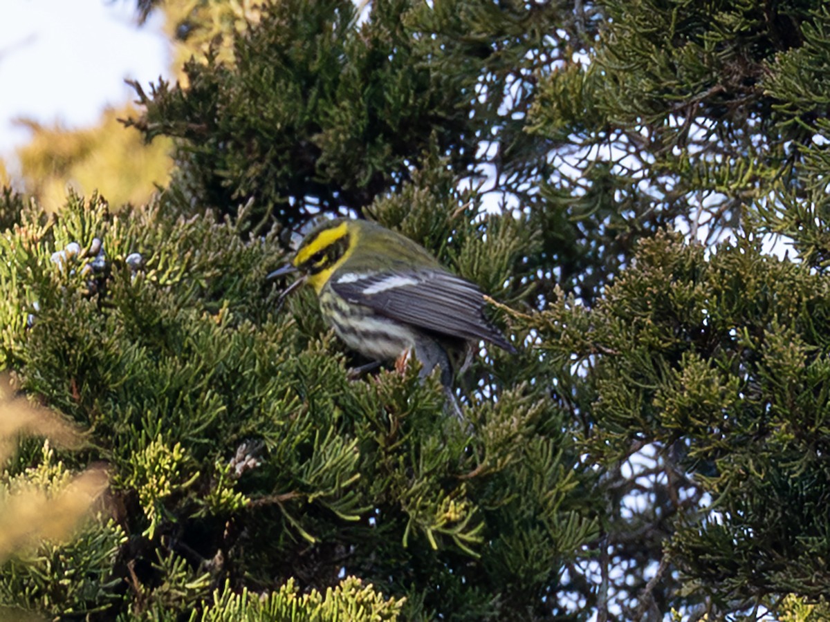 Townsend's Warbler - ML646941056